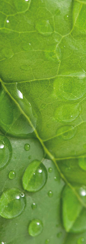 Ecologie